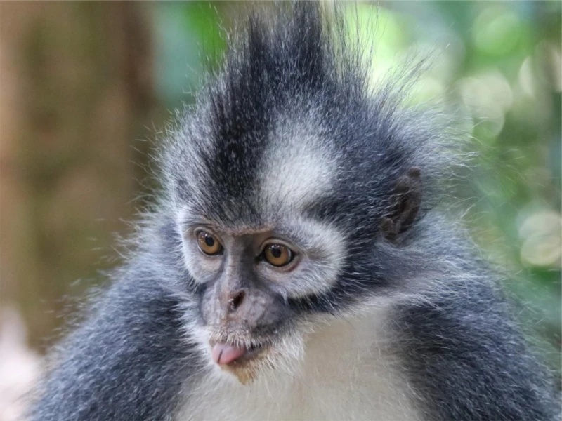 medan-gunung-leuser-national-park-wildlife-day-trip-with-transfer